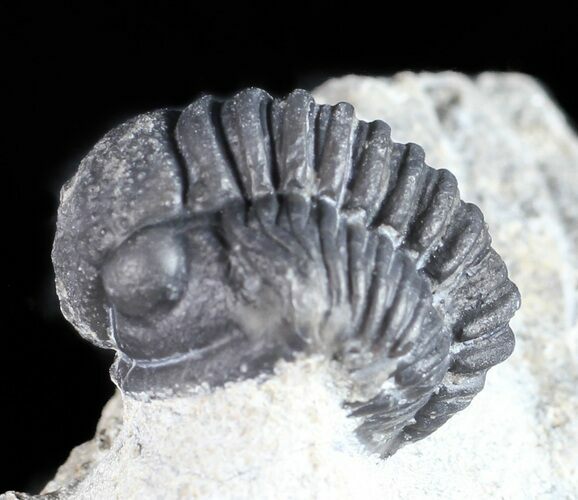 Bargain, Gerastos Trilobite Fossil - Morocco #57635